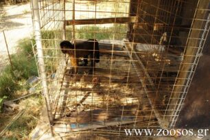 Αναζητούν αδέσποτο πίθηκο κοντά στον Κηφισό στους Αγίους Αναργύρους Αττικής
